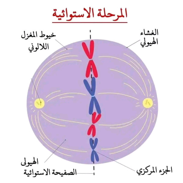 مراحل الانقسام الخيطي المتساوي لخلية حيوانية ١ ثانوي سنة أولى ثانوي علوم تجريبية رسومات تخطيطية توضح مراحل الإنقسام الخيط المتساوي لخلية حيوانية ل