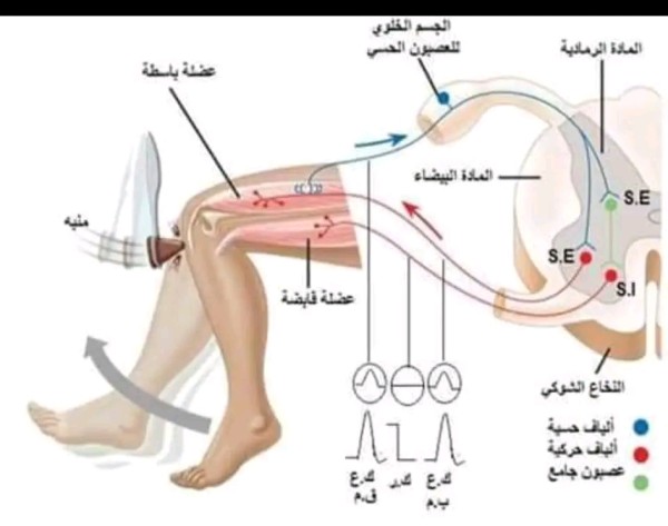 نص علمي لالية النقل المشبكي 2 ثانوي علوم تجريبية نص علمي حول الية النقل المشبكي