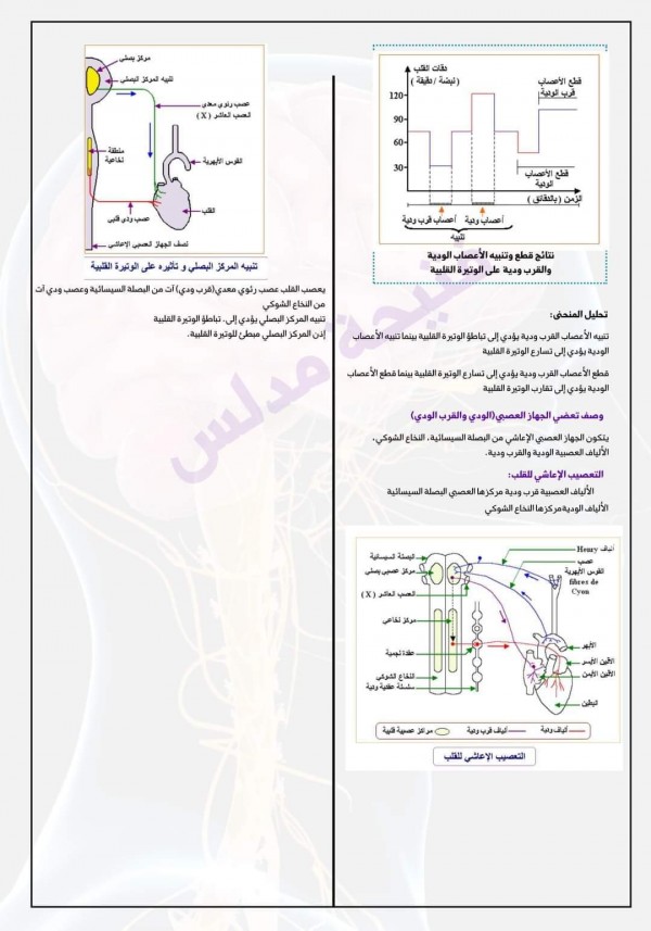 ملخص المجال 04 وحدة العضوية استجابة العضوية للجهد العضلي + التحكم العصبي سنة أولى ثانوي 1 باك   ملخص العلوم الطبيعية أولى ثانوي شعبة علوم الفصل الثالث