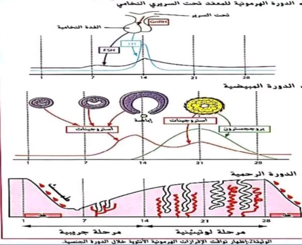 نص علمي حول التأثير الرجعي للمبيض 2 ثانوي