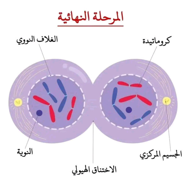 مراحل الانقسام الخيطي المتساوي لخلية حيوانية ١ ثانوي سنة أولى ثانوي علوم تجريبية رسومات تخطيطية توضح مراحل الإنقسام الخيط المتساوي لخلية حيوانية ل