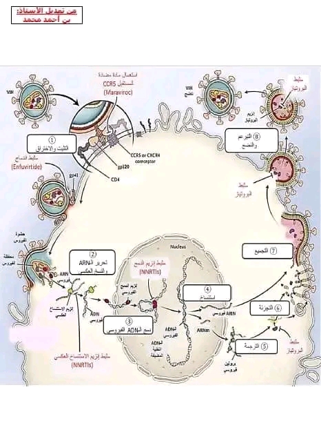 مخطط حول تأثير VIH على الاستجابة المناعية نص علمي حول كيفية إحداث VIH عجزا مناعي بكالوريا 2024 علوم تجريبية