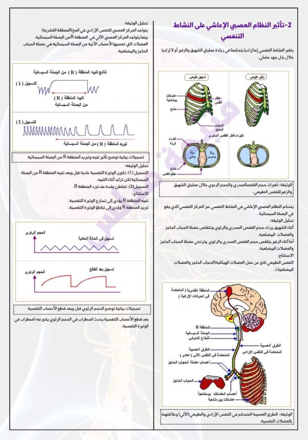 ملخص المجال 04 وحدة العضوية استجابة العضوية للجهد العضلي + التحكم العصبي سنة أولى ثانوي 1 باك   ملخص العلوم الطبيعية أولى ثانوي شعبة علوم الفصل الثالث تأثير النشاط العصبي على التنفسي