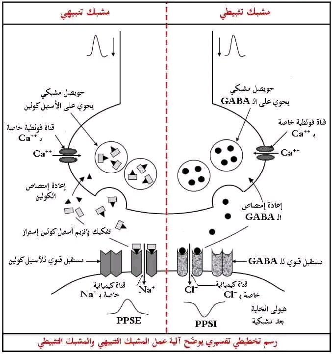 نص علمي لآلية إنتقال الرسالة العصبية على مستوى المشابك المختلفة 3 ثانوي علوم تجريبية