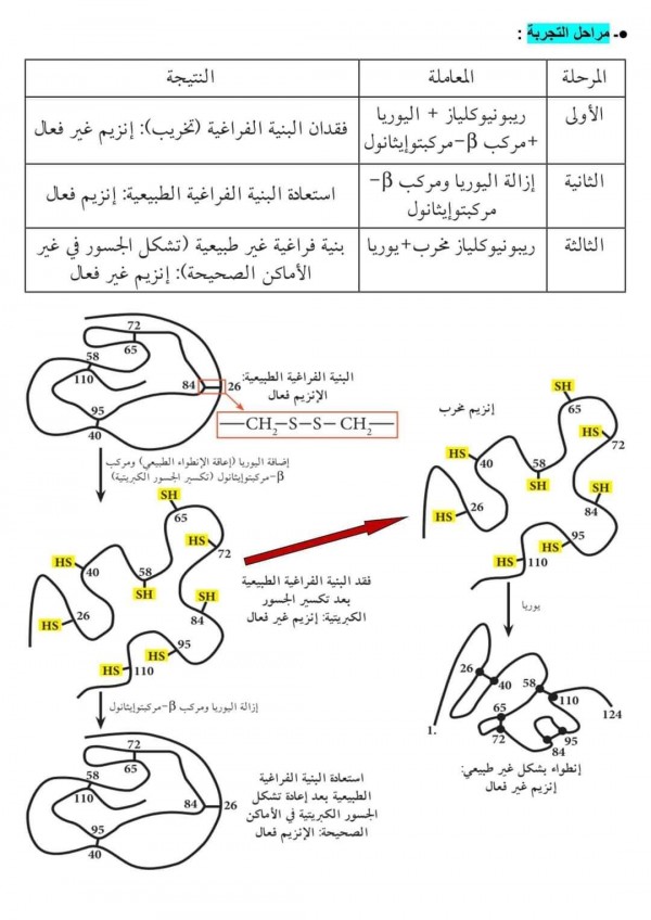 ملخص دروس الوحدة 2 الثانية علوم طبيعية : العلاقة بين بنية و وظيفة البروتين bac 2024 مستويات البنية الفراغية للبروتينات