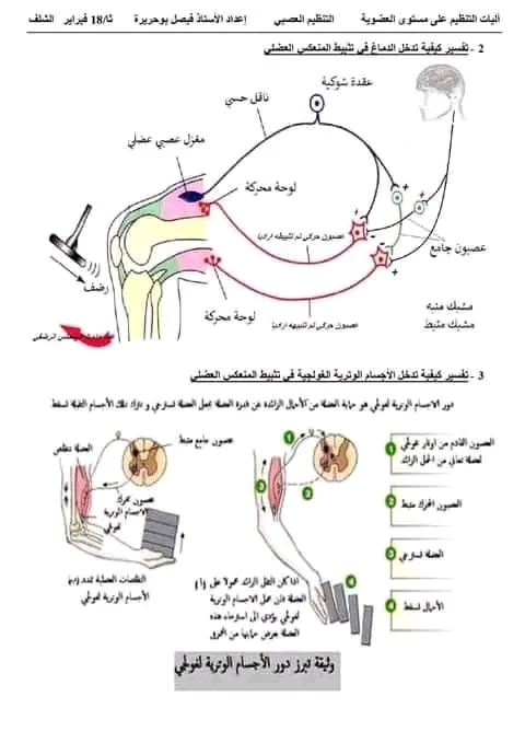 ملخص درس الادماج العصبي سنة ثانية شعبة علوم تجريبية