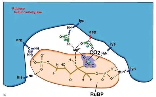 ملخص حول إنزيم روبيسكو (RuBisCO) تعريف انزيم  Rubisco