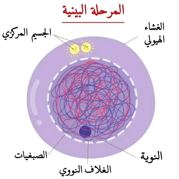 مراحل الانقسام الخيطي المتساوي لخلية حيوانية ١ ثانوي سنة أولى ثانوي علوم تجريبية رسومات تخطيطية توضح مراحل الإنقسام الخيط المتساوي لخلية حيوانية ل