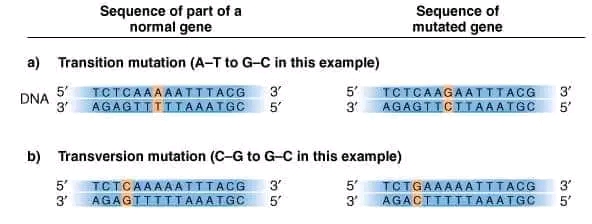 بحث حول الطفرات الوراثية . تعريف الطفرة أهميتها خصائصها أنواعها أمثلة على الطفرات Mutations ويكيبيديا