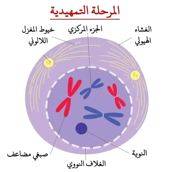 مراحل الانقسام الخيطي المتساوي لخلية حيوانية ١ ثانوي سنة أولى ثانوي علوم تجريبية رسومات تخطيطية توضح مراحل الإنقسام الخيط المتساوي لخلية حيوانية ل