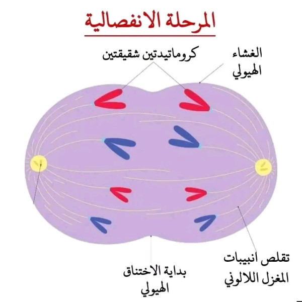 مراحل الانقسام الخيطي المتساوي لخلية حيوانية ١ ثانوي سنة أولى ثانوي علوم تجريبية رسومات تخطيطية توضح مراحل الإنقسام الخيط المتساوي لخلية حيوانية ل