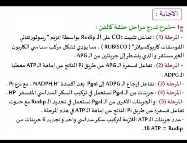 نص علمي حول حلقة كالفن نص علمي حول شرح تدرج مراحل حلقة كالفن