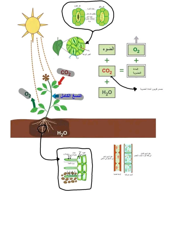 مخطط يلخص الاليات المتدخلة في انتاج المادة العضوية عند النبات الأخضر