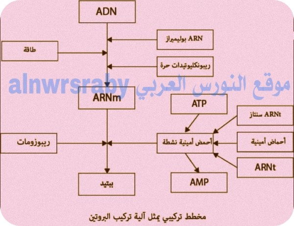 مخطط تركيبي يمثل الية تركيب البروتين