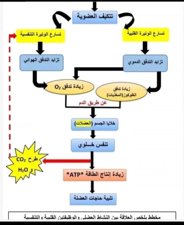 مخطط تحصيلي يبين تأثير الجهد العضلي على الوتيرة التنفسية و القلبية سنة أولى ثانوي