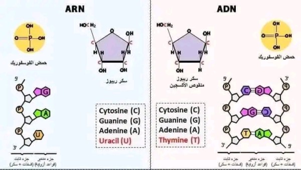 الفرق بين ADN و ARN. مقارنة بين ADN و ARN